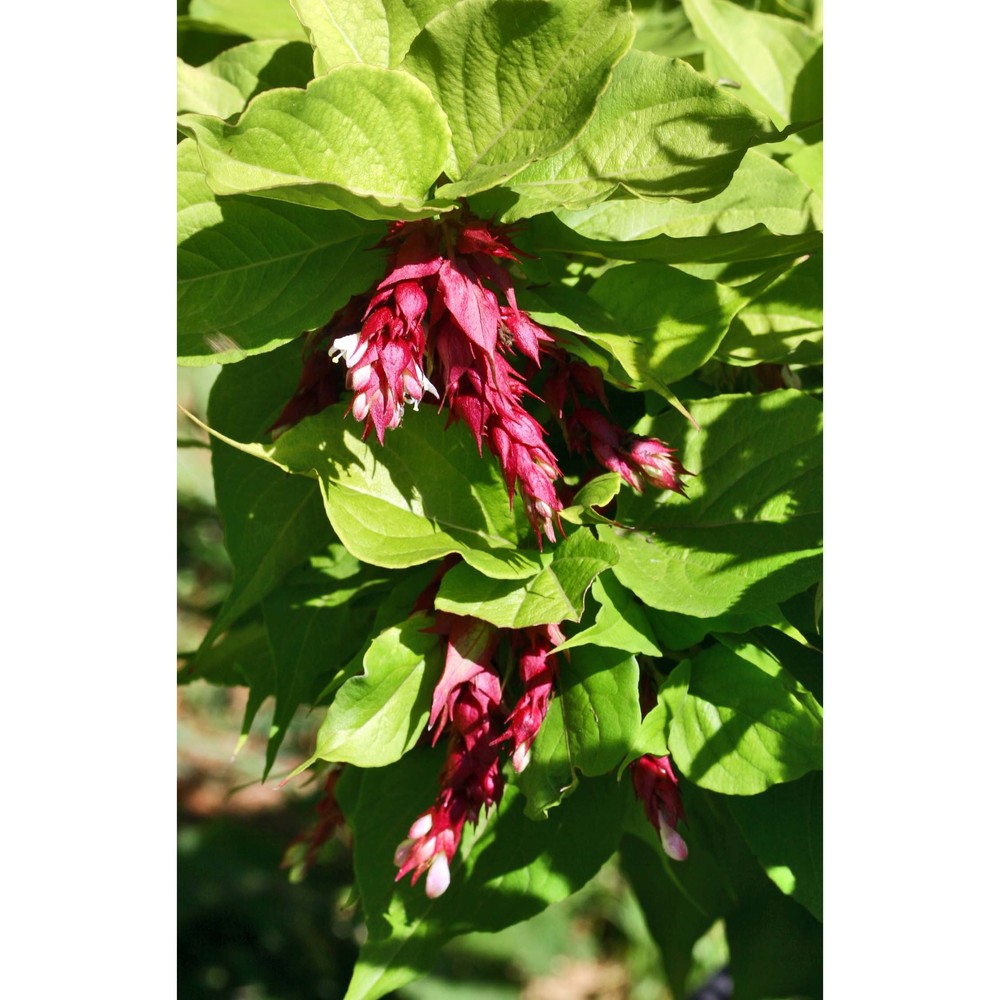 leycesteria formosa wall.