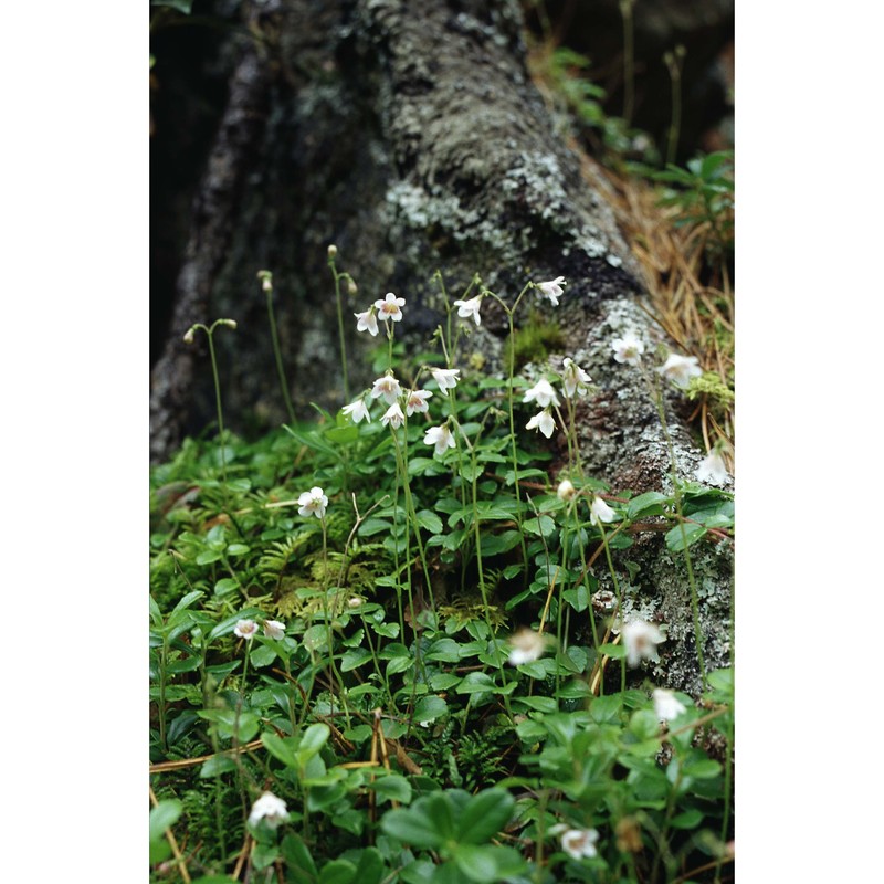 linnaea borealis l.