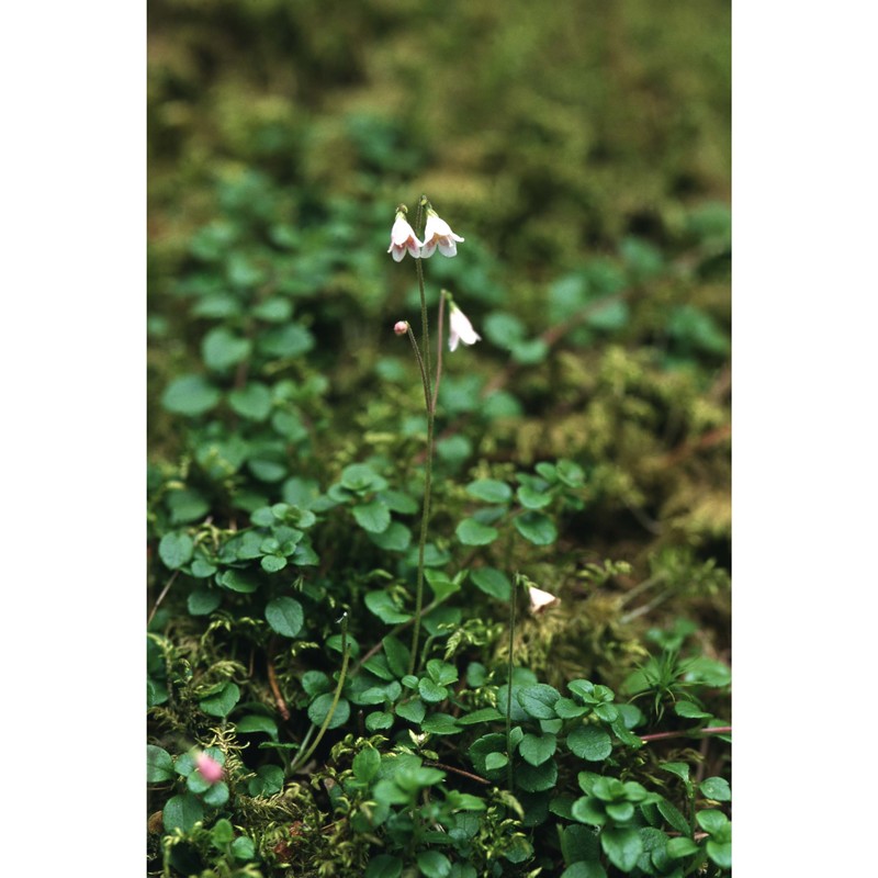 linnaea borealis l.