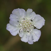 lomelosia argentea (l.) greuter et burdet