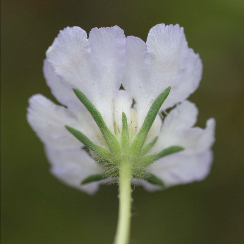 lomelosia argentea (l.) greuter et burdet