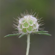 lomelosia argentea (l.) greuter et burdet