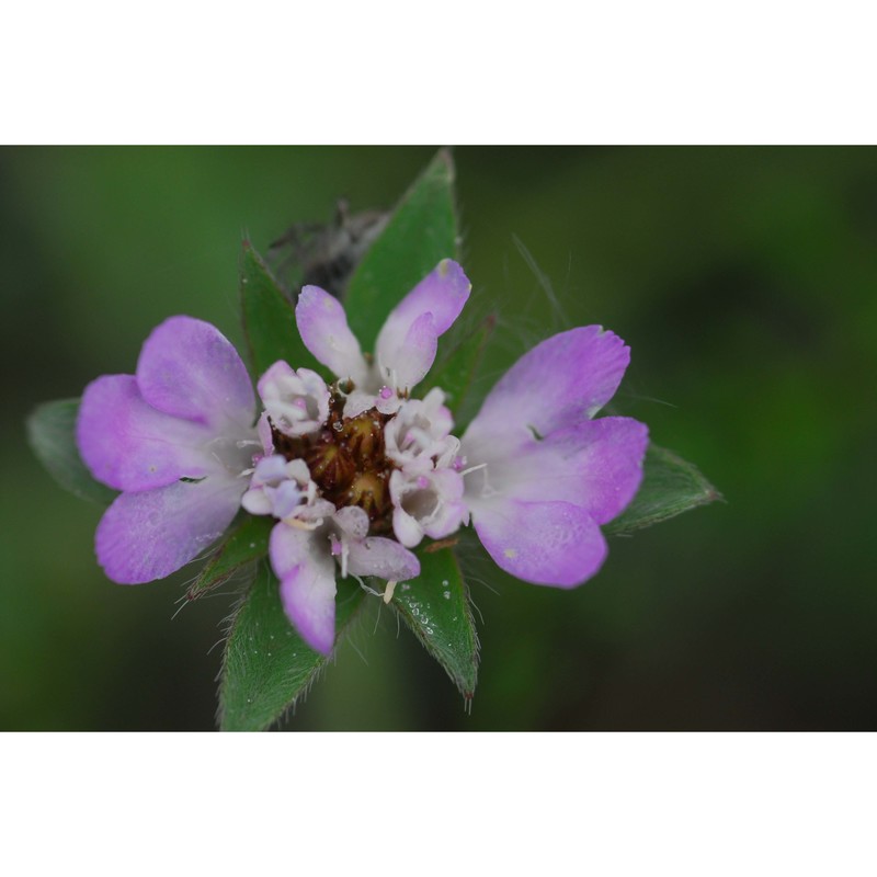 lomelosia brachiata (sm.) greuter et burdet