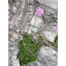 lomelosia crenata (cirillo) greuter et burdet
