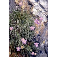 lomelosia graminifolia (l.) greuter et burdet subsp. graminifolia