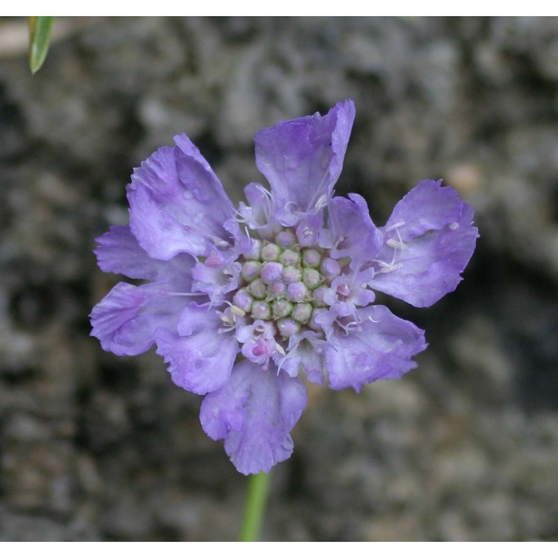 lomelosia graminifolia (l.) greuter et burdet subsp. graminifolia