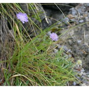 lomelosia graminifolia (l.) greuter et burdet subsp. graminifolia