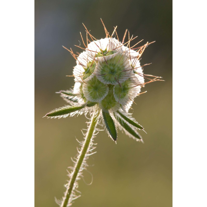 lomelosia stellata (l.) raf.