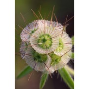 lomelosia stellata (l.) raf.