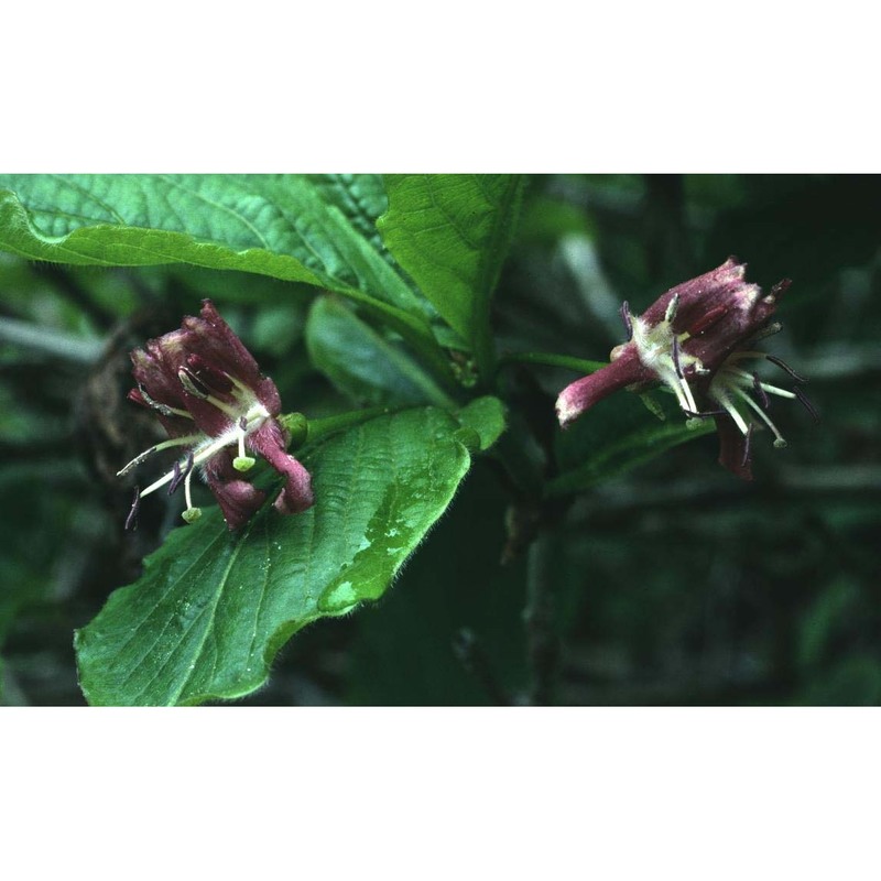 lonicera alpigena l.