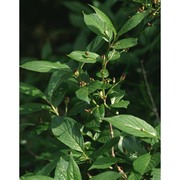 lonicera alpigena l.