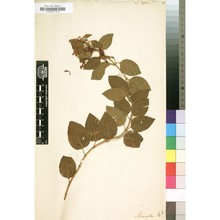 lonicera biflora desf.