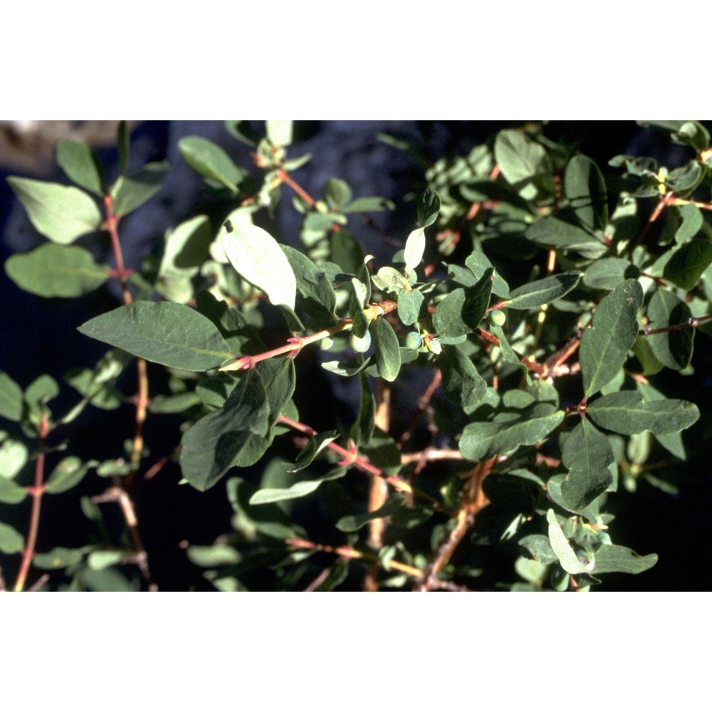 lonicera caerulea l.