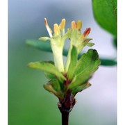 lonicera caerulea l.