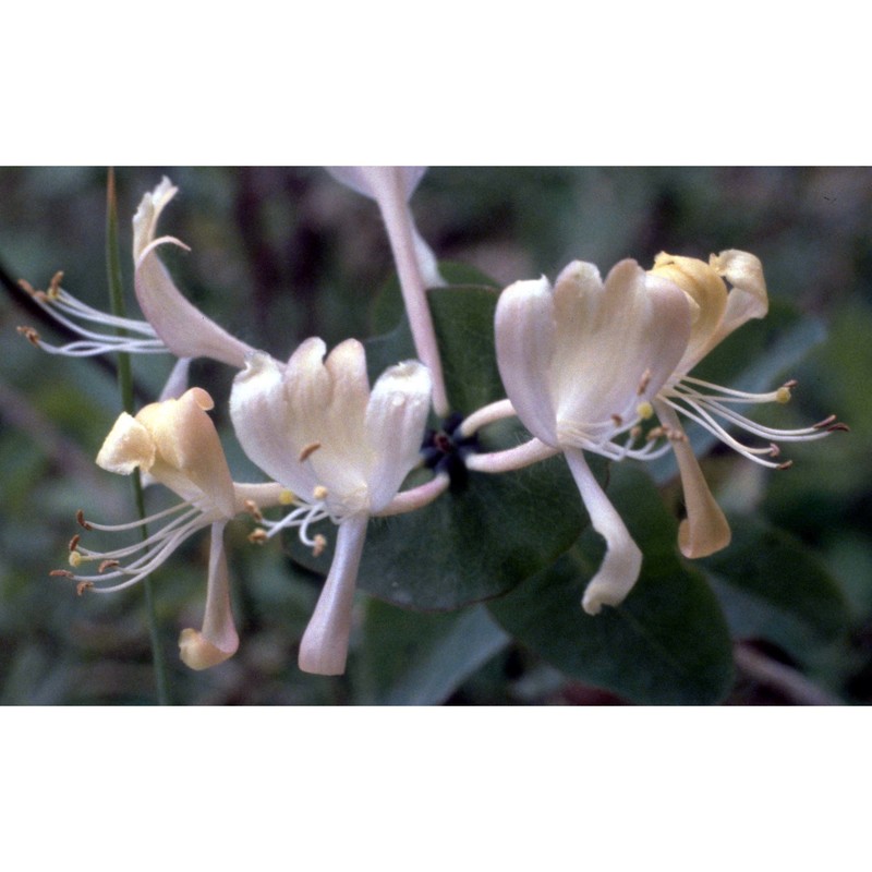 lonicera caprifolium l.