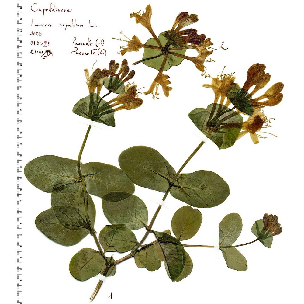 lonicera caprifolium l.