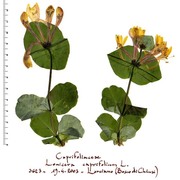 lonicera caprifolium l.