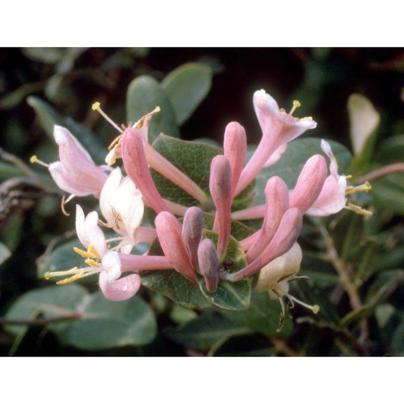 lonicera implexa aiton