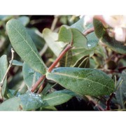 lonicera implexa aiton