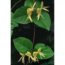 lonicera japonica thunb.