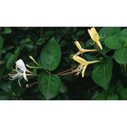 lonicera japonica thunb.