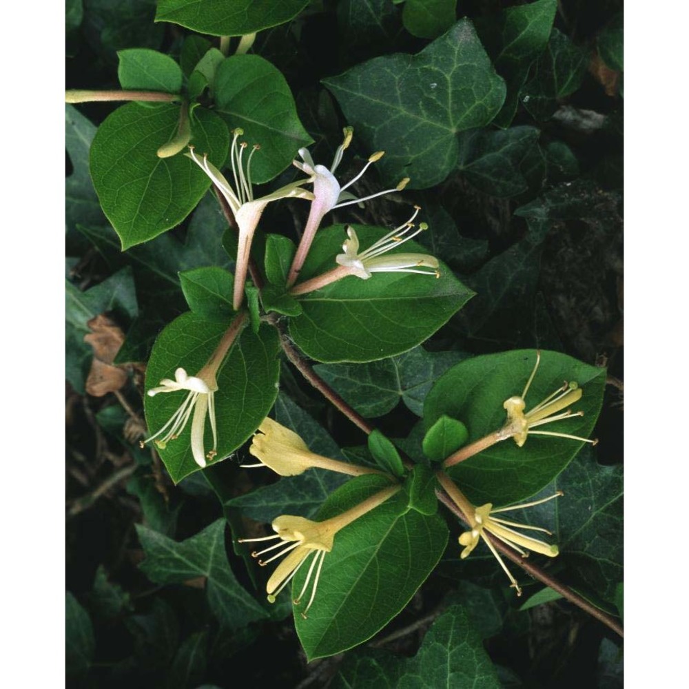 lonicera japonica thunb.