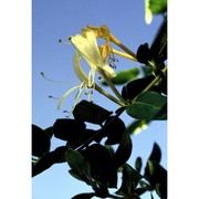 lonicera japonica thunb.