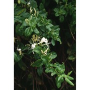 lonicera periclymenum l.