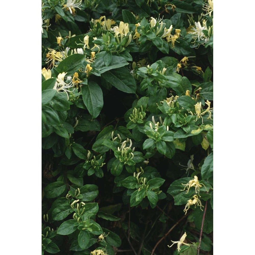 lonicera periclymenum l.