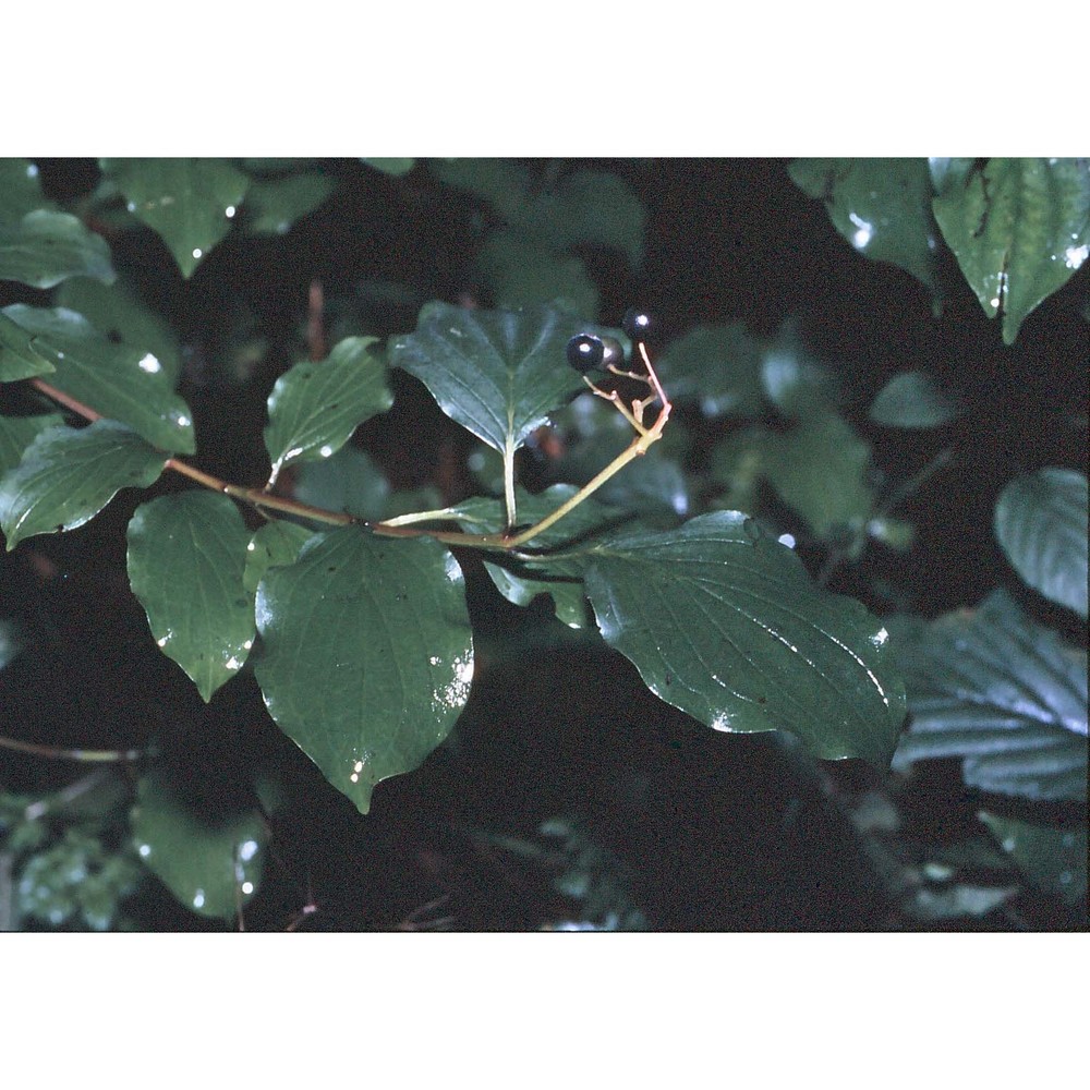 lonicera periclymenum l.