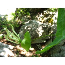 lonicera stabiana guss. ex pasq.