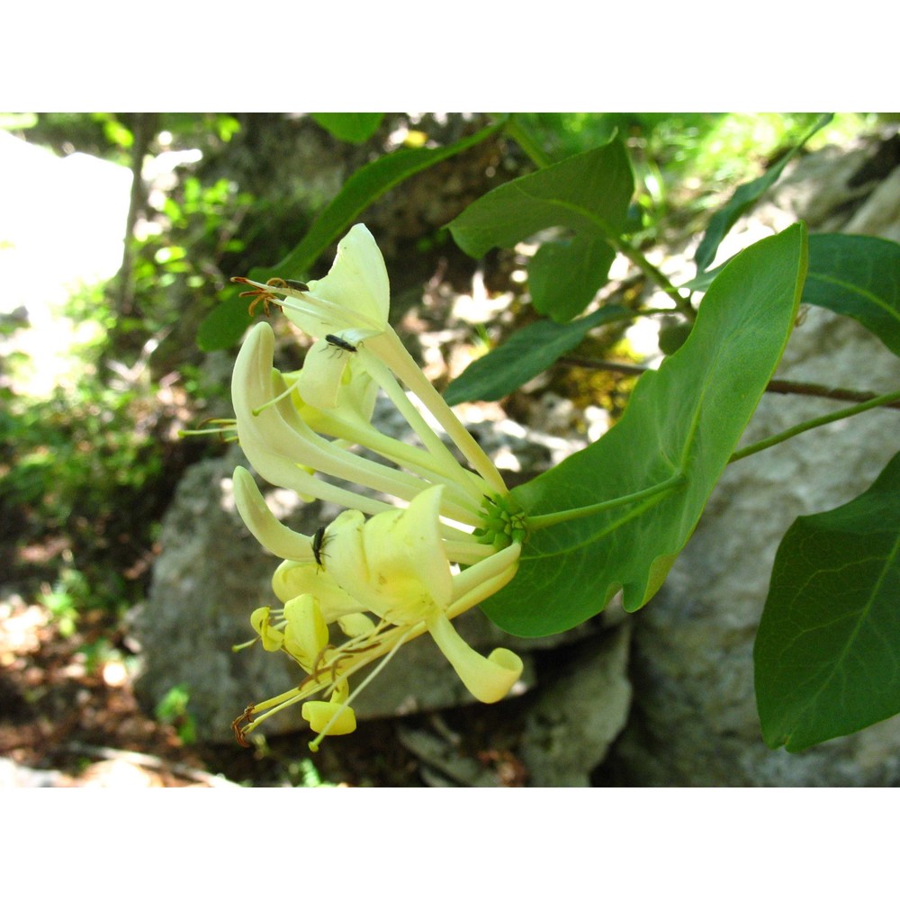 lonicera stabiana guss. ex pasq.