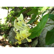 lonicera stabiana guss. ex pasq.