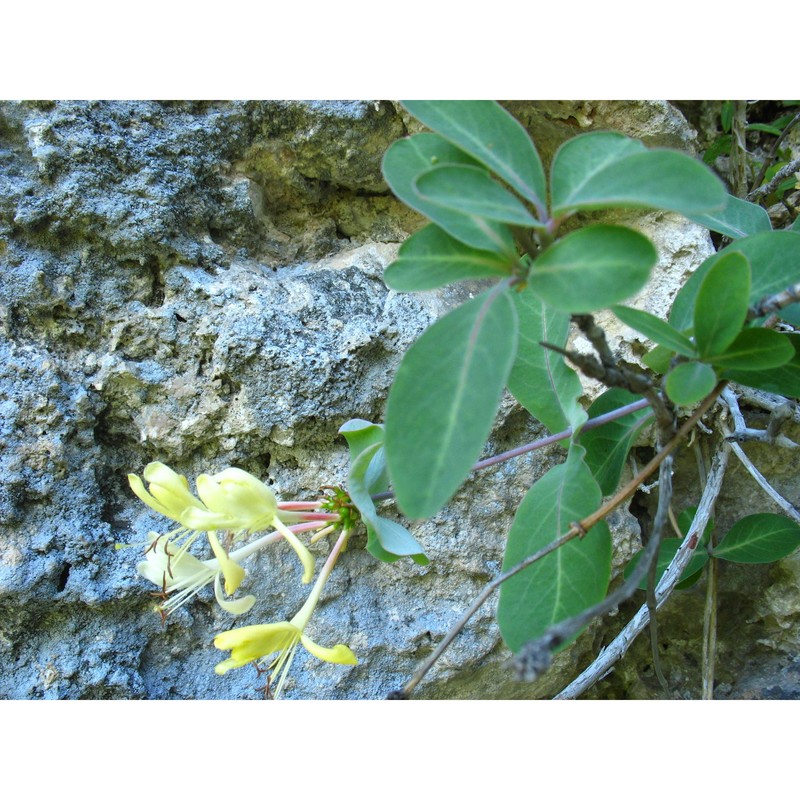 lonicera stabiana guss. ex pasq.