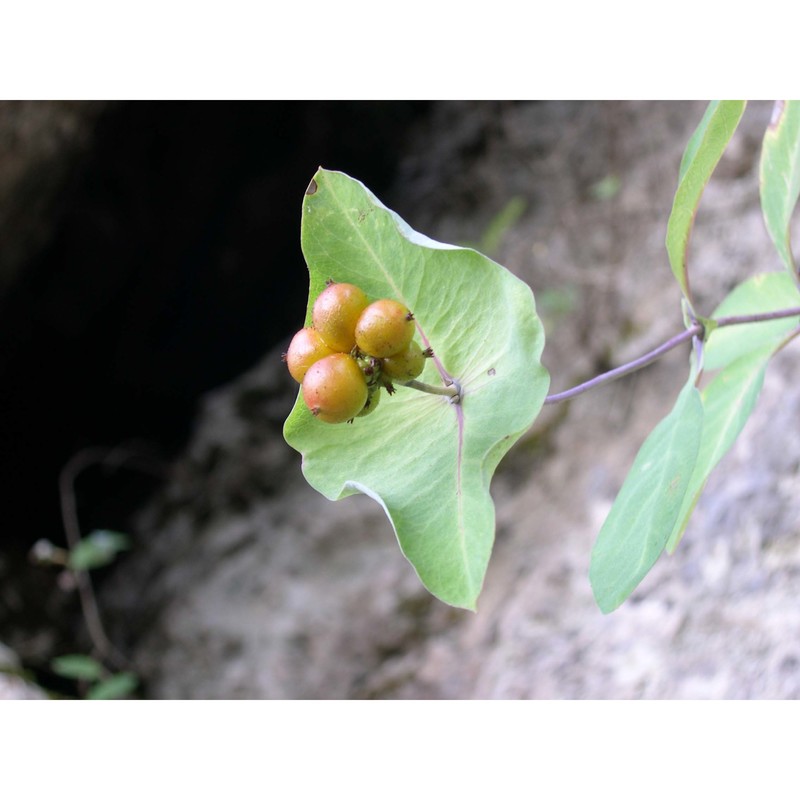 lonicera stabiana guss. ex pasq.