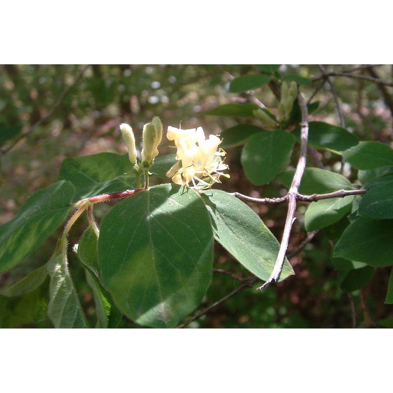 lonicera xylosteum l.