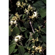 lonicera xylosteum l.