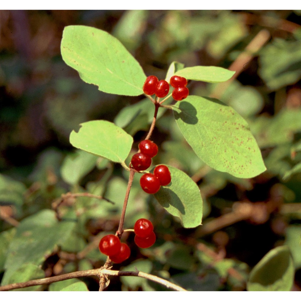 lonicera xylosteum l.