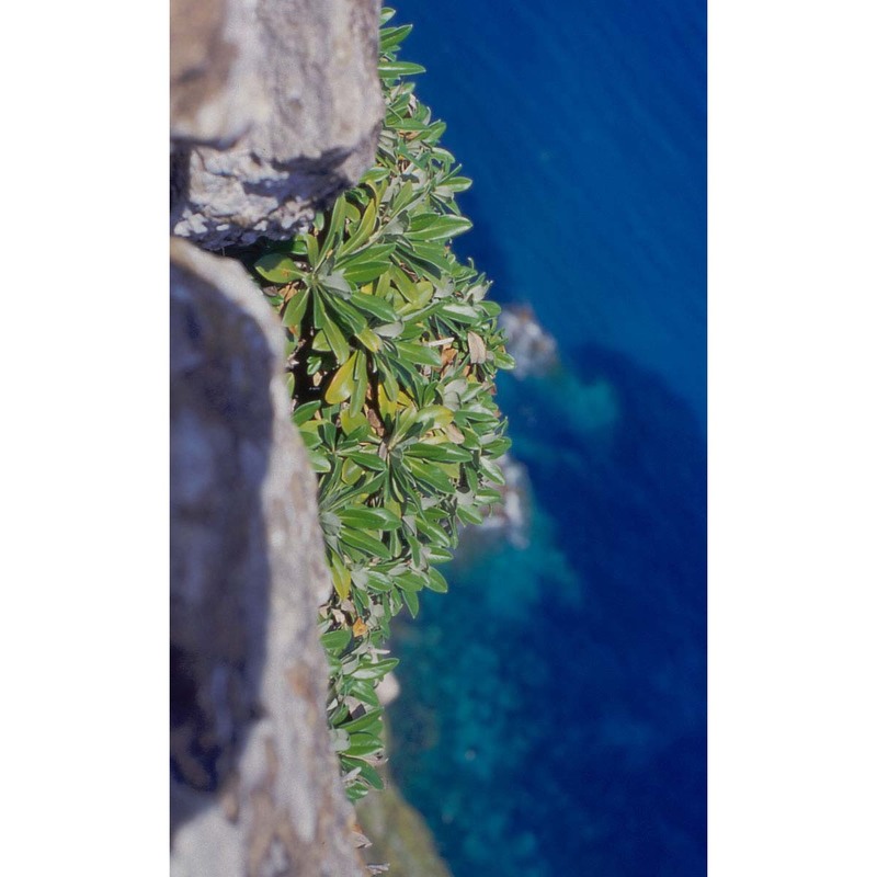 pseudoscabiosa limonifolia (vahl) devesa