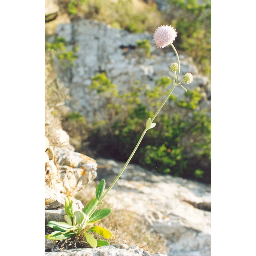 pseudoscabiosa limonifolia (vahl) devesa