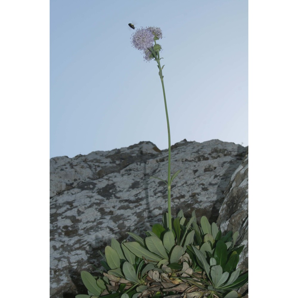 pseudoscabiosa limonifolia (vahl) devesa