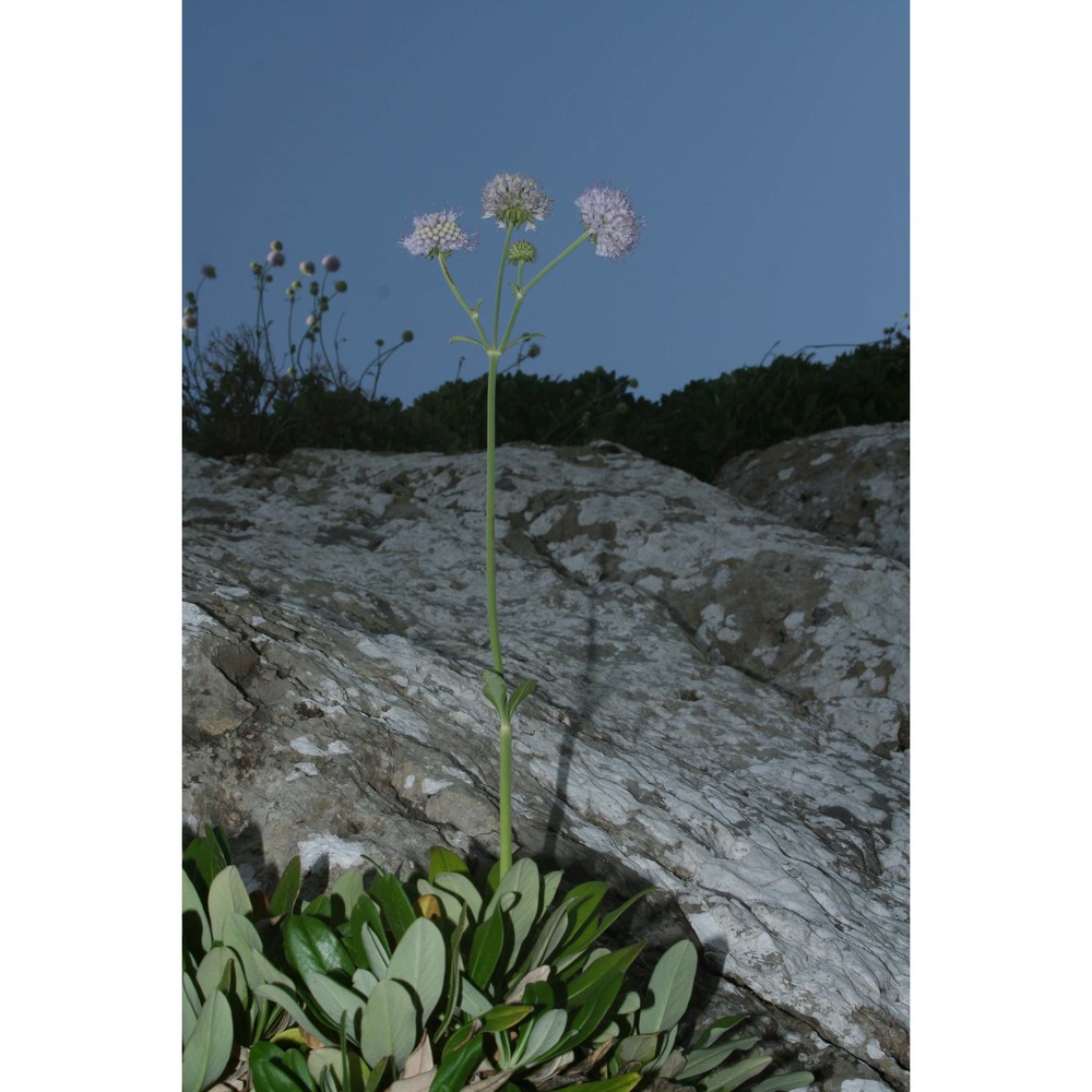 pseudoscabiosa limonifolia (vahl) devesa