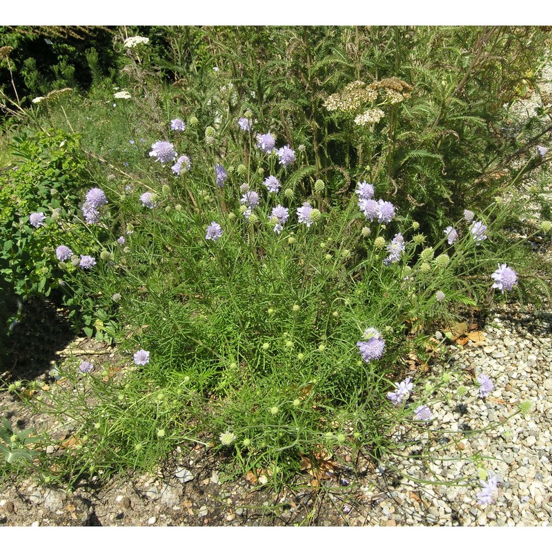 scabiosa canescens waldst. et kit.