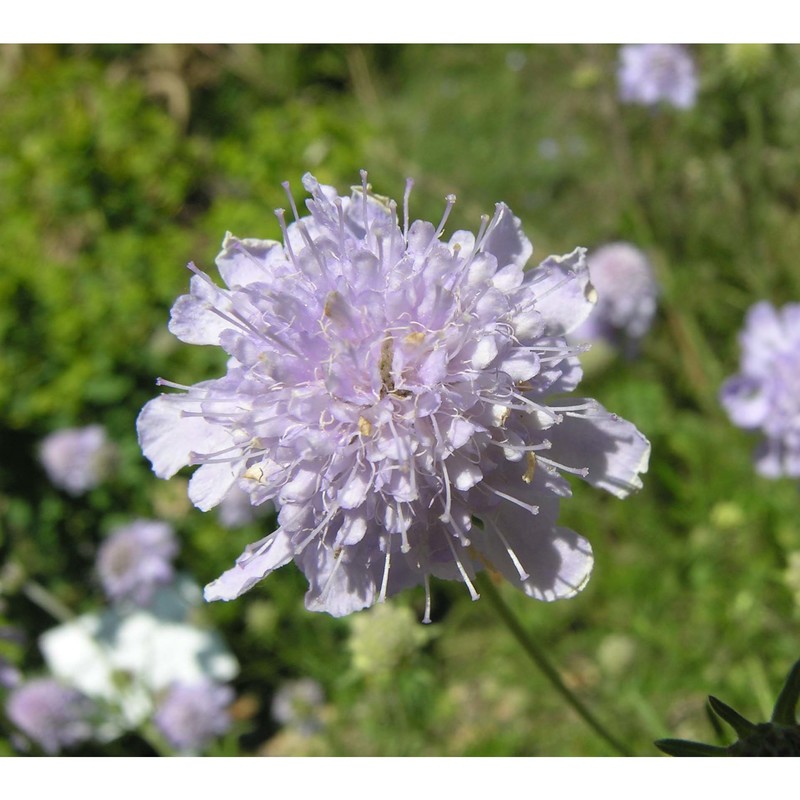 scabiosa canescens waldst. et kit.