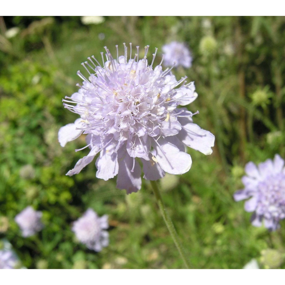 scabiosa canescens waldst. et kit.