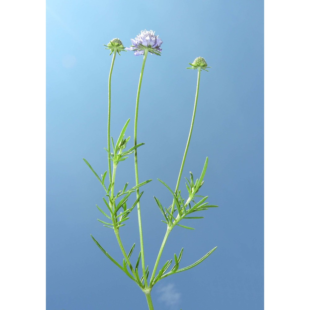 scabiosa canescens waldst. et kit.