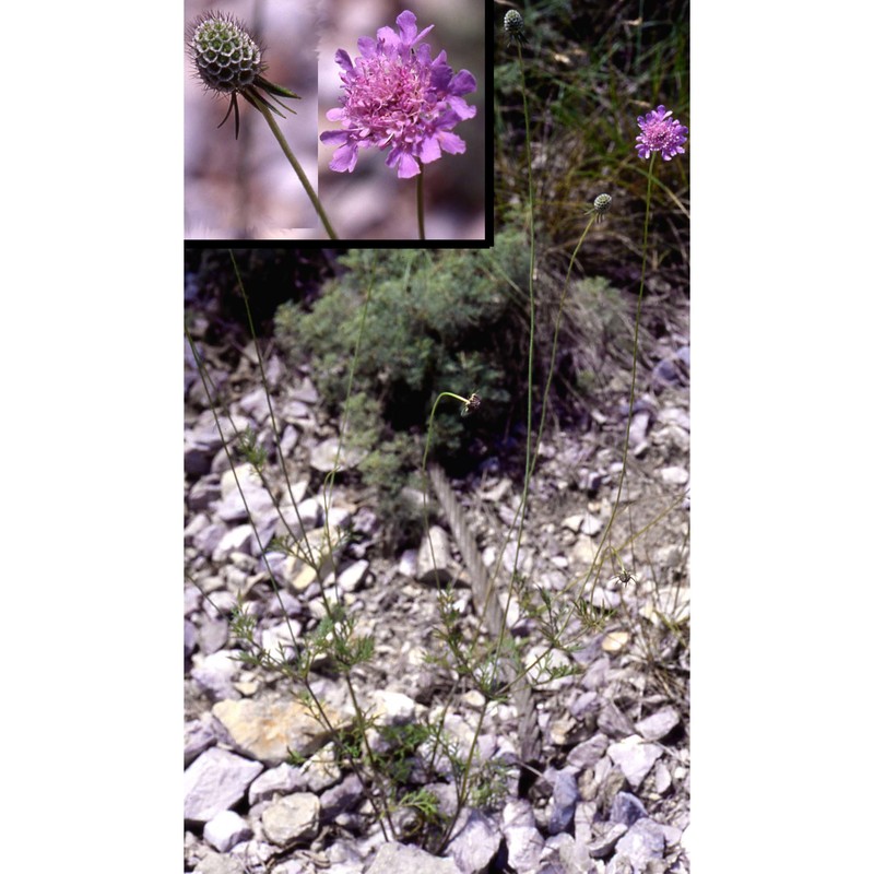 scabiosa columbaria l.