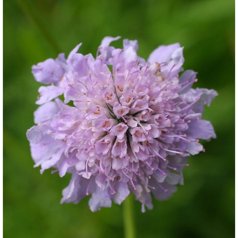 scabiosa columbaria l.