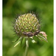 scabiosa columbaria l.