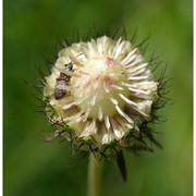 scabiosa columbaria l.